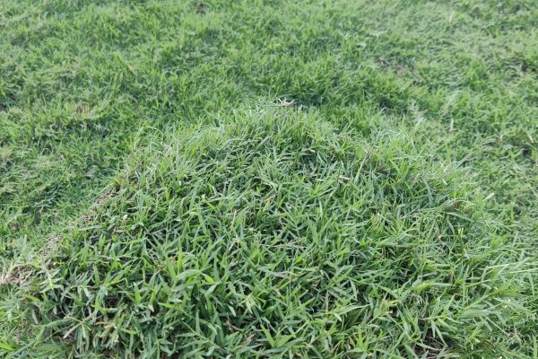 WhatsApp Image 2025-08-11 at 4.45.12 PM (2)